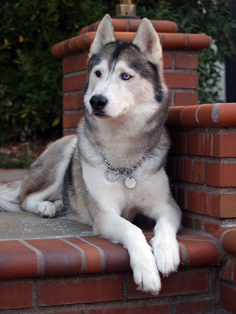 Husky Dog | Diamond Painting