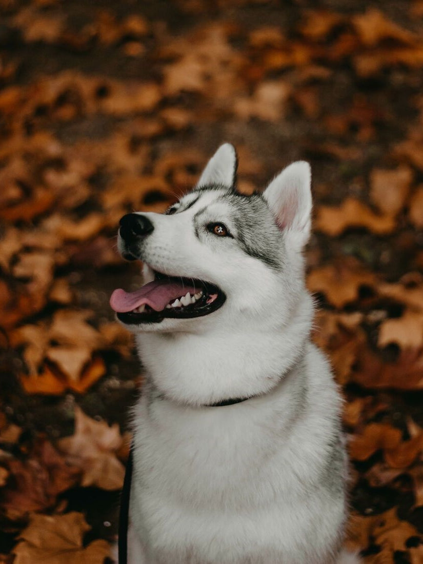 Husky Dog | Diamond Painting