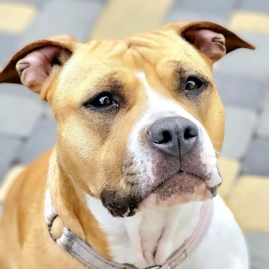 Dog Staffordshire Bull Terrier | Diamond Painting