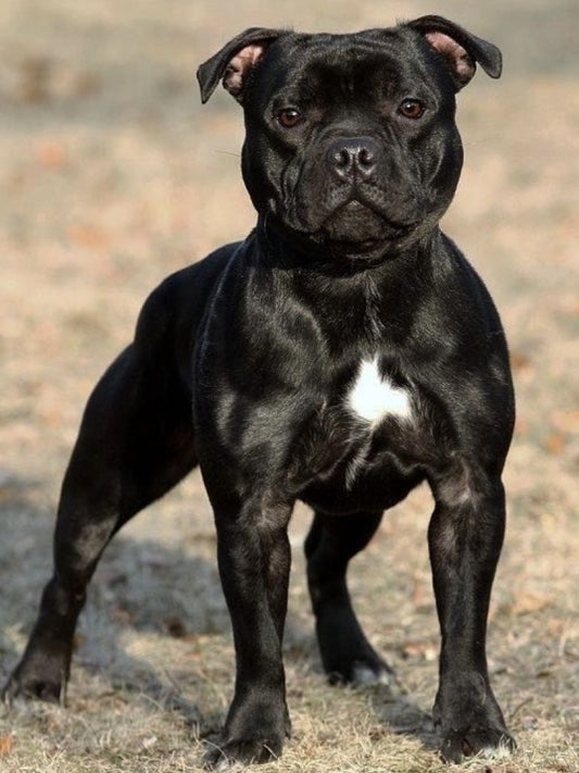 Dog Staffordshire Bull Terrier | Diamond Painting