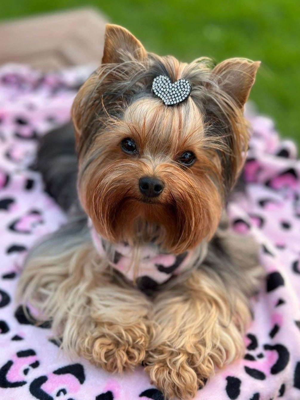 Dog Yorkie | Diamond Painting