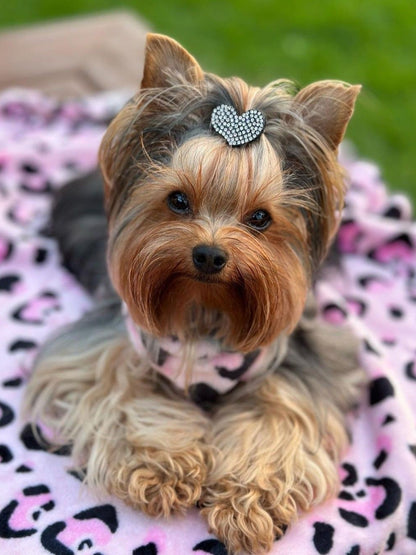 Dog Yorkie | Diamond Painting
