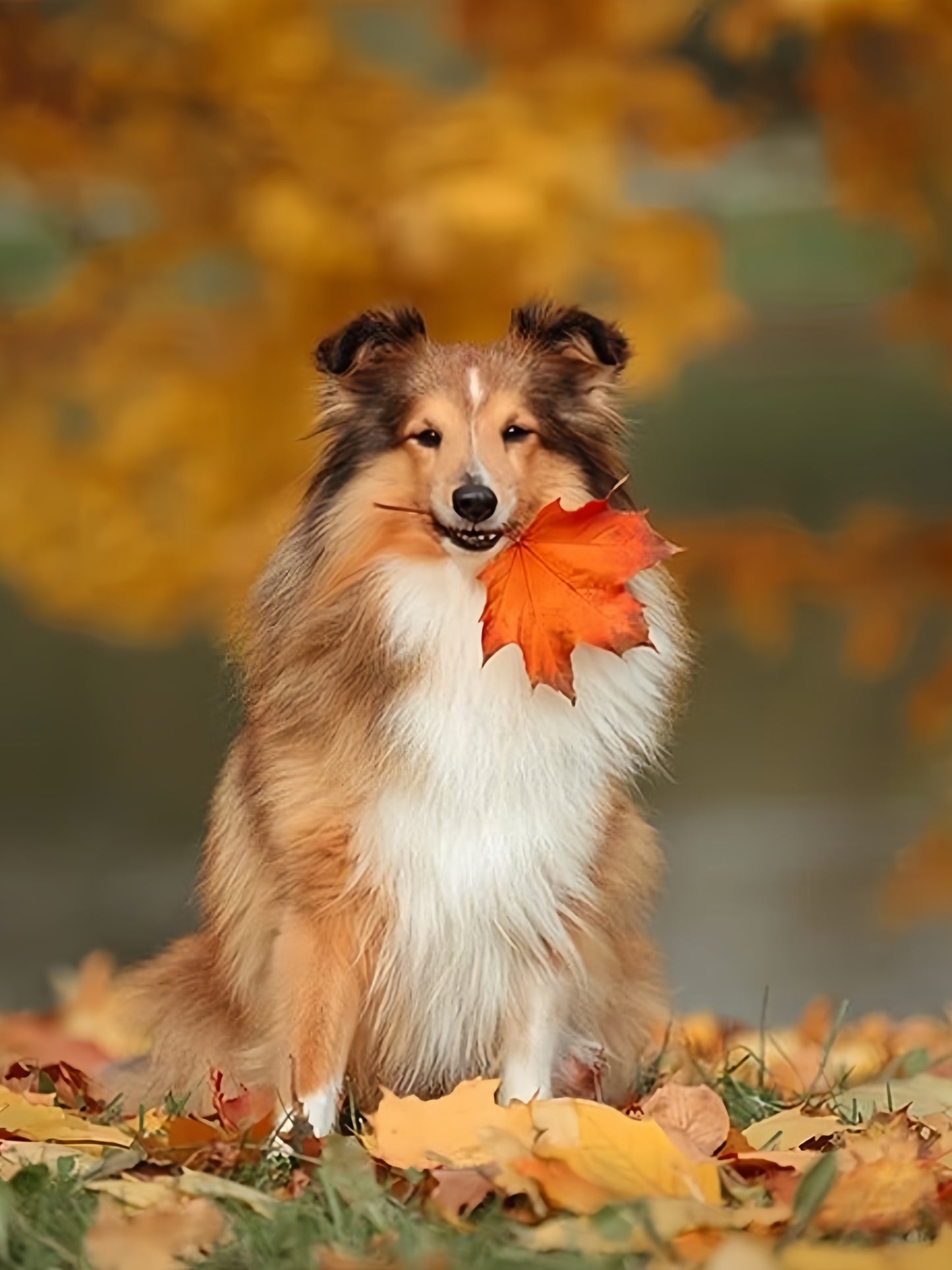 Sheltie Dog | Diamond Painting