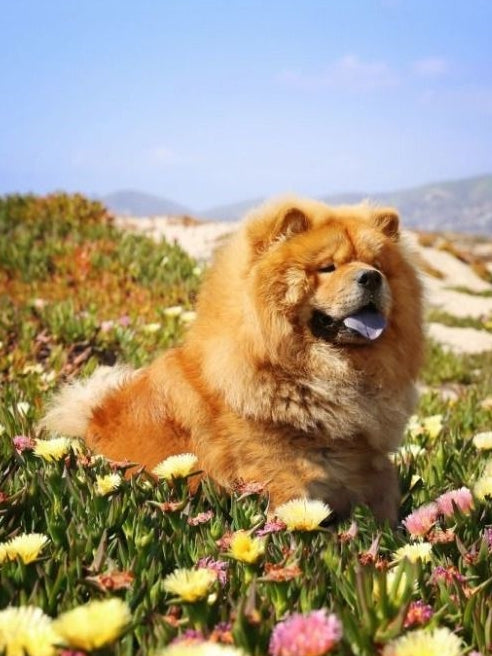 Dog Chow Chow | Diamond Painting