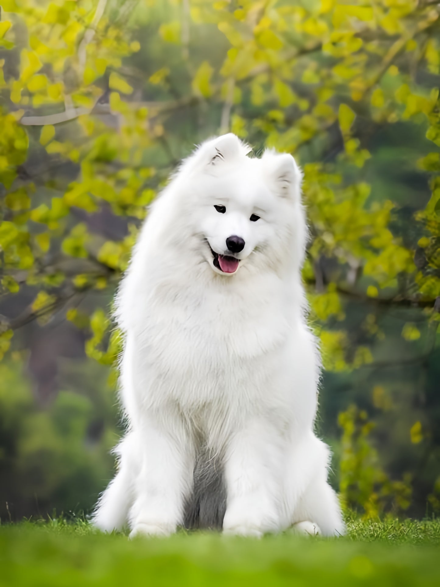 Samoyed Dog | Diamond Painting
