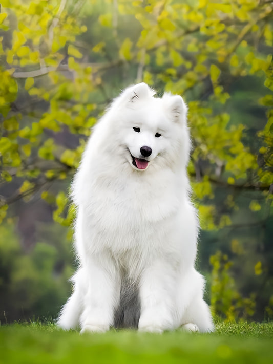 Samoyed Dog | Diamond Painting