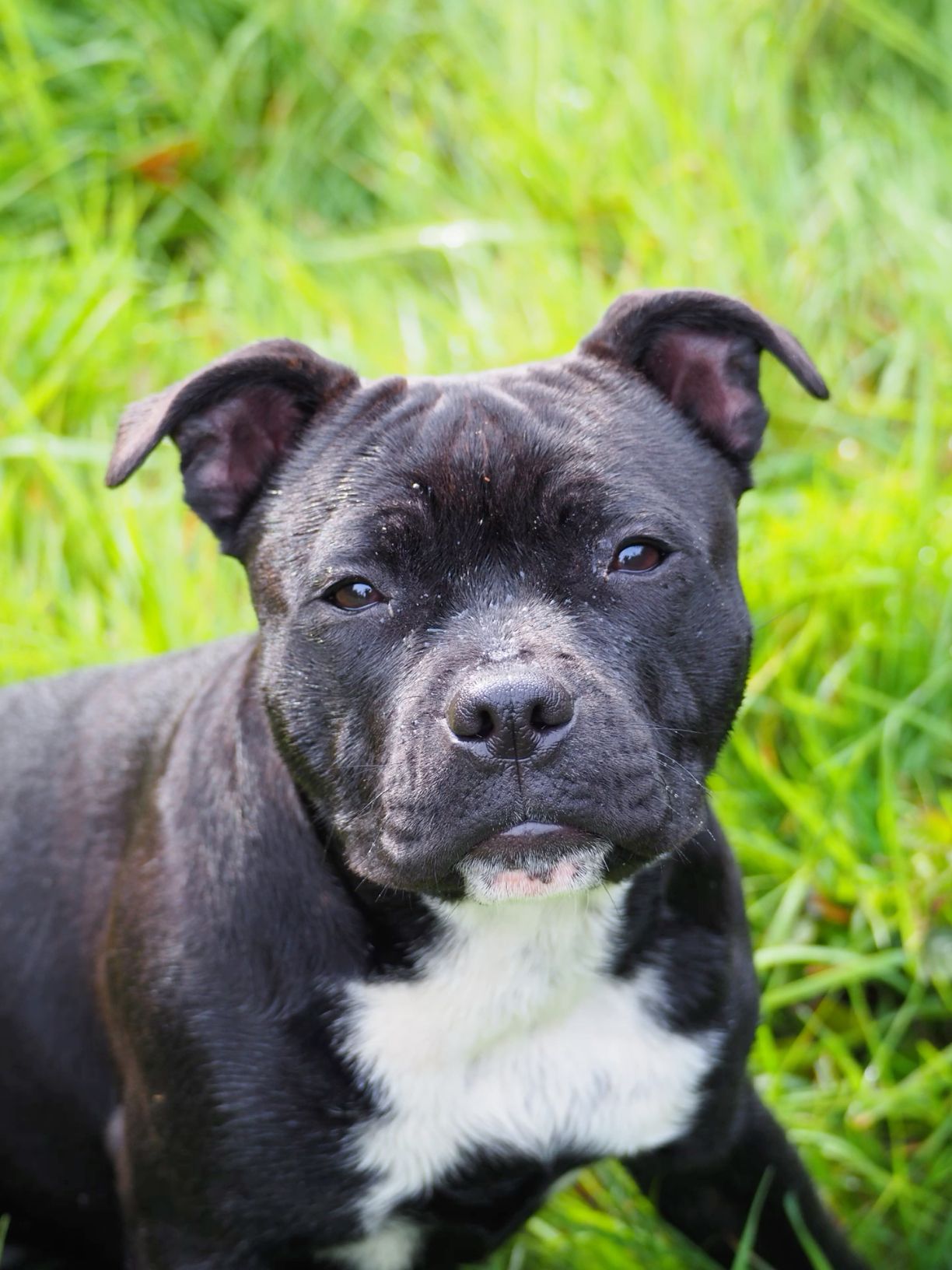 Dog Staffordshire Bull Terrier | Diamond Painting