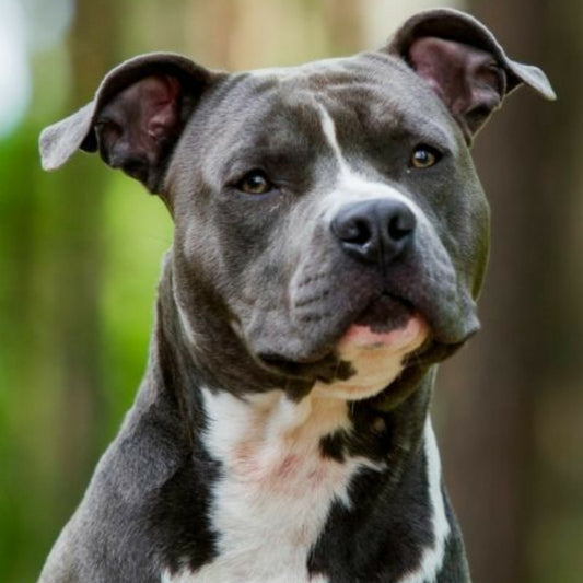 Dog Staffordshire Bull Terrier | Diamond Painting