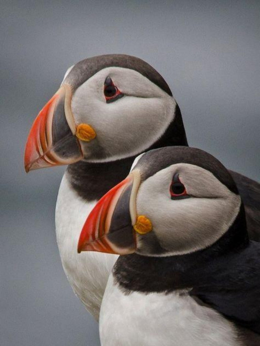 Puffin | Diamond Painting