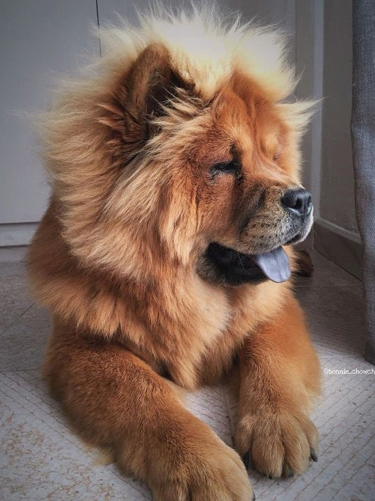 Dog Chow Chow | Diamond Painting