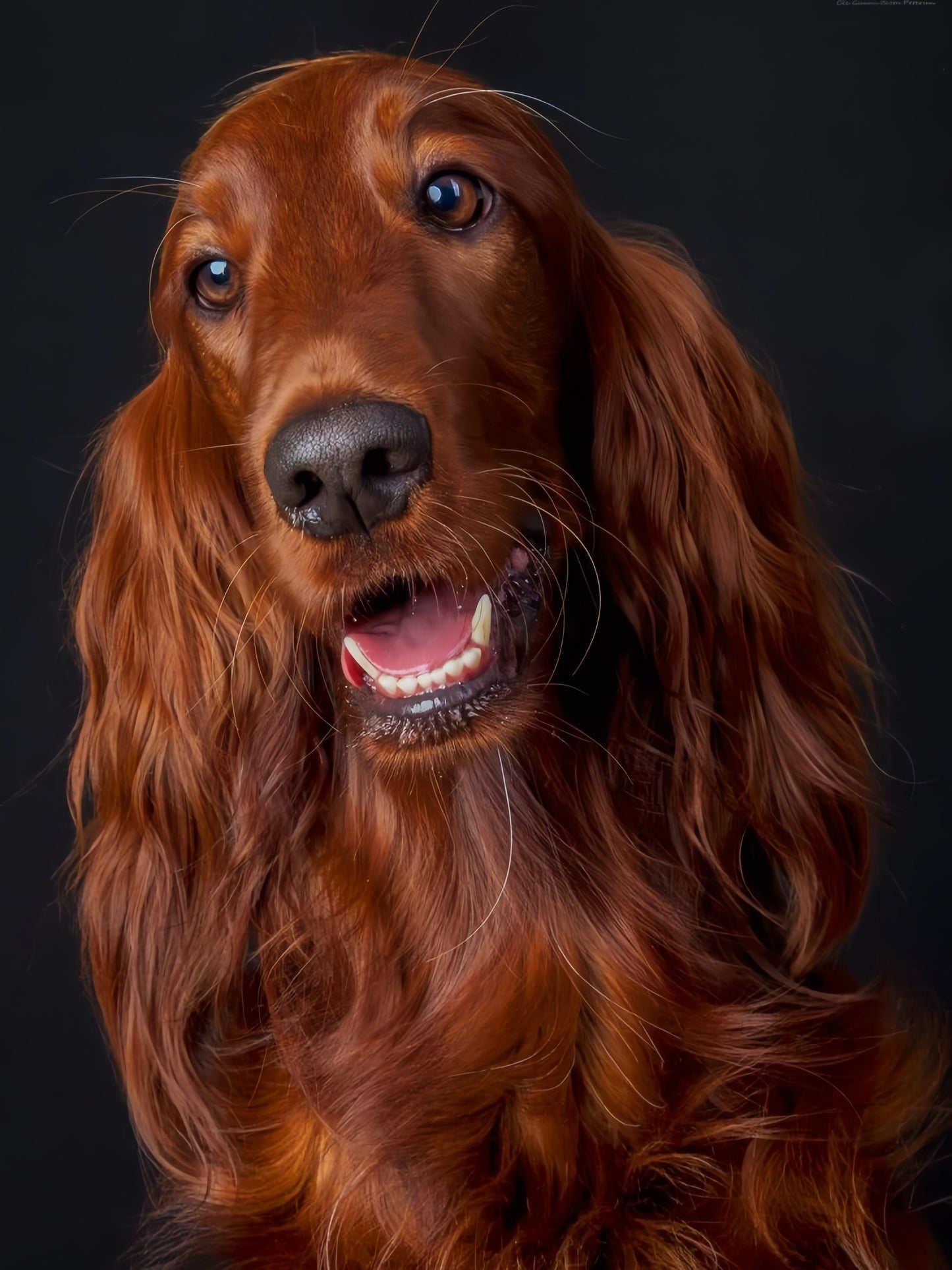 Irish Setter Dog | Diamond Painting