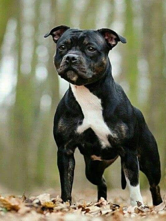 Dog Staffordshire Bull Terrier | Diamond Painting