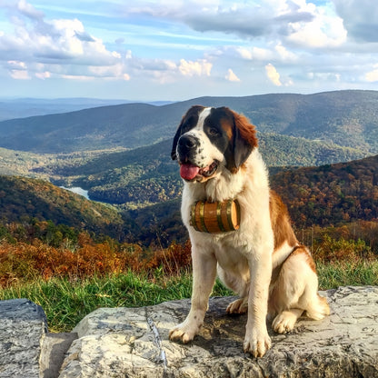 Saint Bernard Dog | Diamond Painting