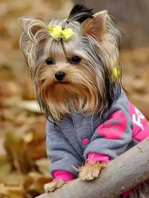 Dog Yorkie | Diamond Painting