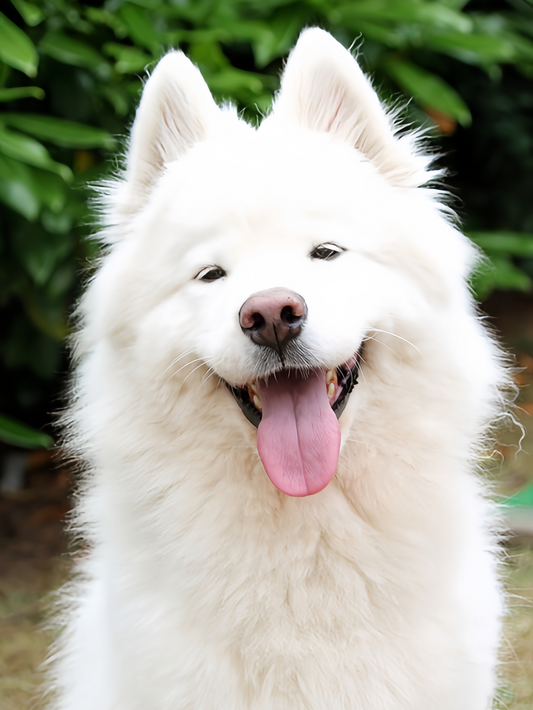 Samoyed Dog | Diamond Painting