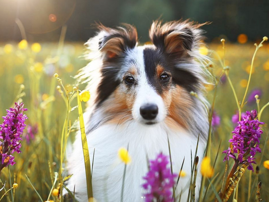 Sheltie Dog | Diamond Painting