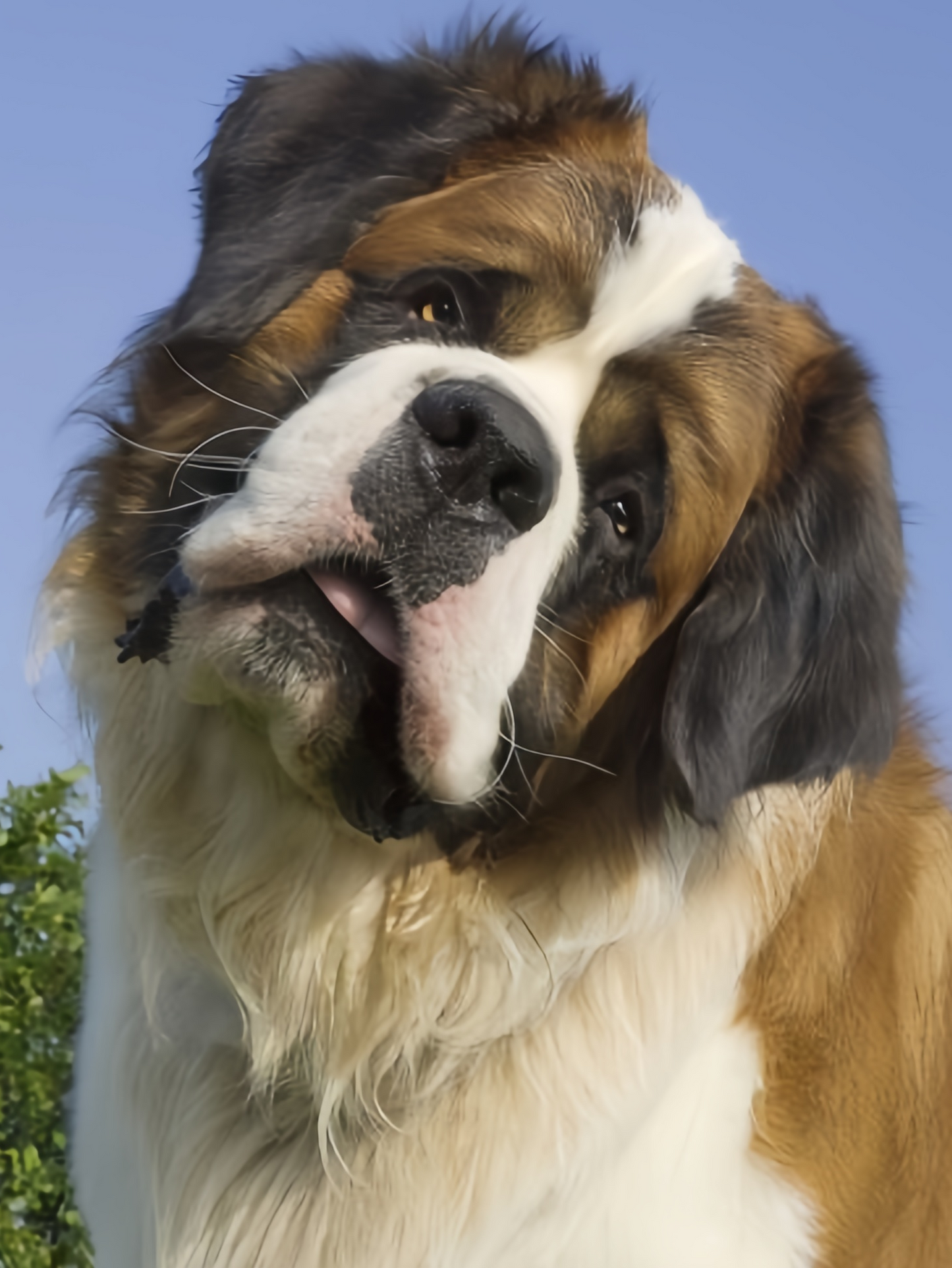 Saint Bernard Dog | Diamond Painting