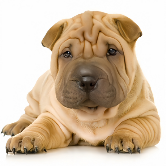 Shar Pei Dog | Diamond Painting