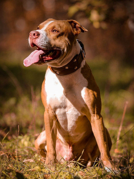 Dog Staffordshire Bull Terrier | Diamond Painting