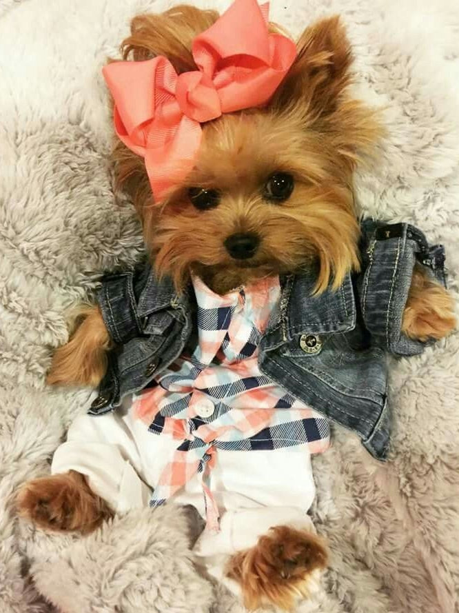 Dog Yorkie | Diamond Painting