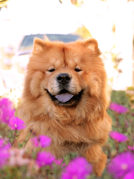 Dog Chow Chow | Diamond Painting