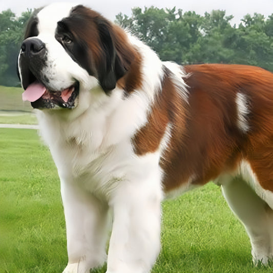 Saint Bernard Dog | Diamond Painting