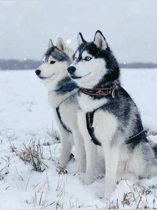 Husky Dog | Diamond Painting