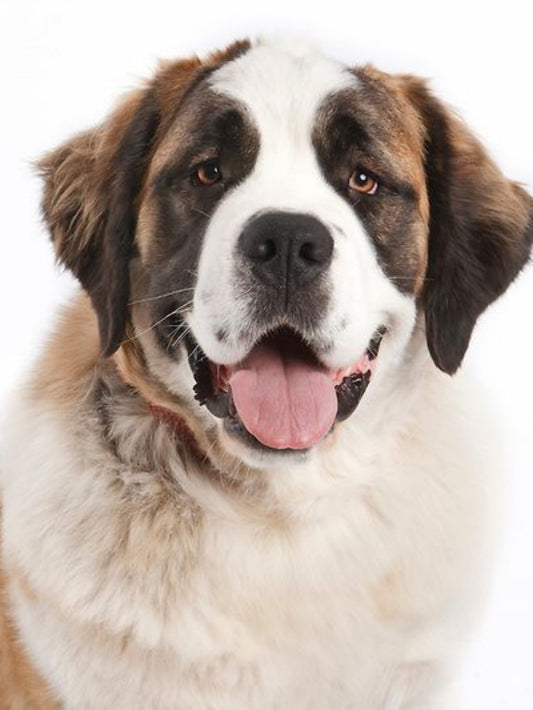 Saint Bernard Dog | Diamond Painting