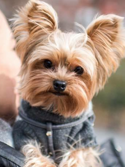 Dog Yorkie | Diamond Painting