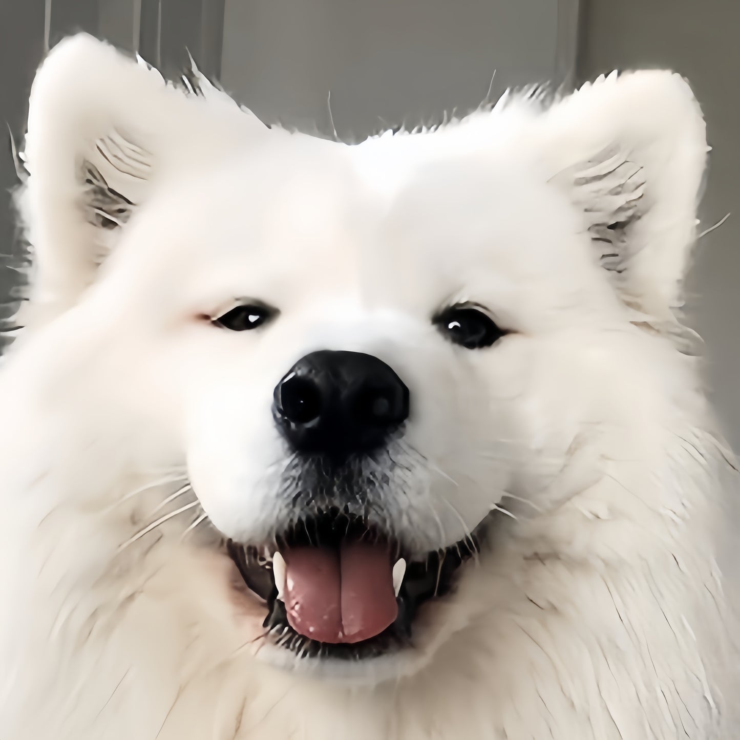 Samoyed Dog | Diamond Painting