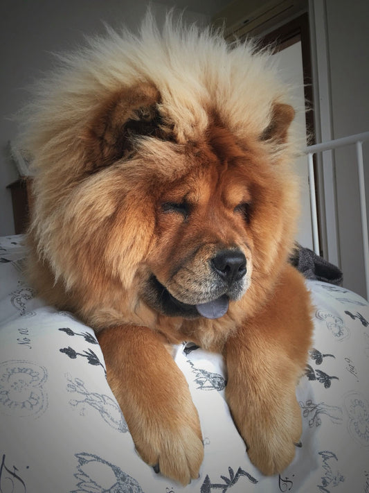Dog Chow Chow | Diamond Painting