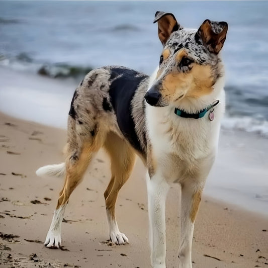 Australian Kelpie Dog | Diamond Painting