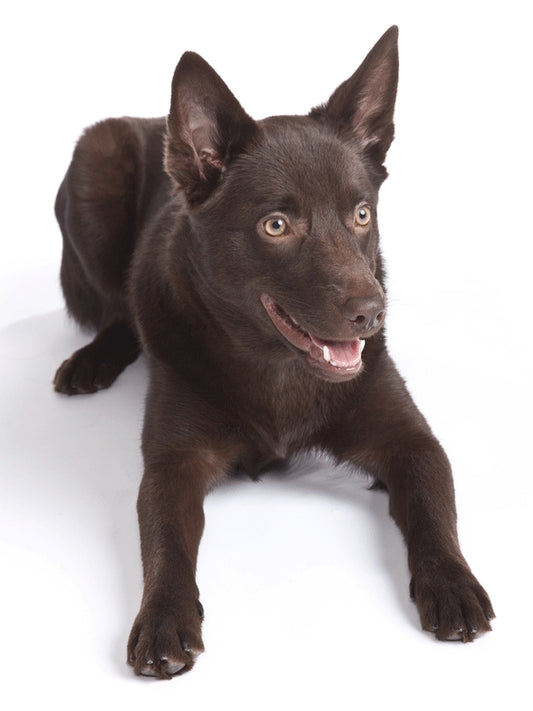 Australian Kelpie Dog | Diamond Painting