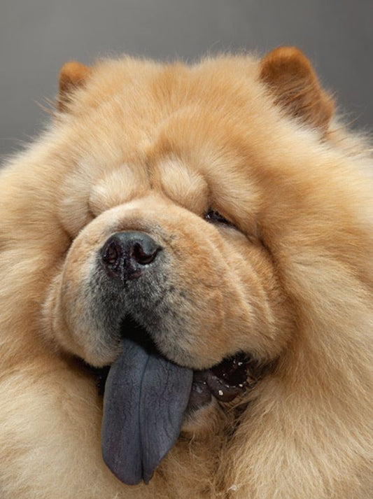 Dog Chow Chow | Diamond Painting
