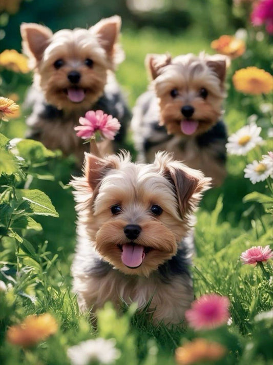 Dog Yorkie | Diamond Painting