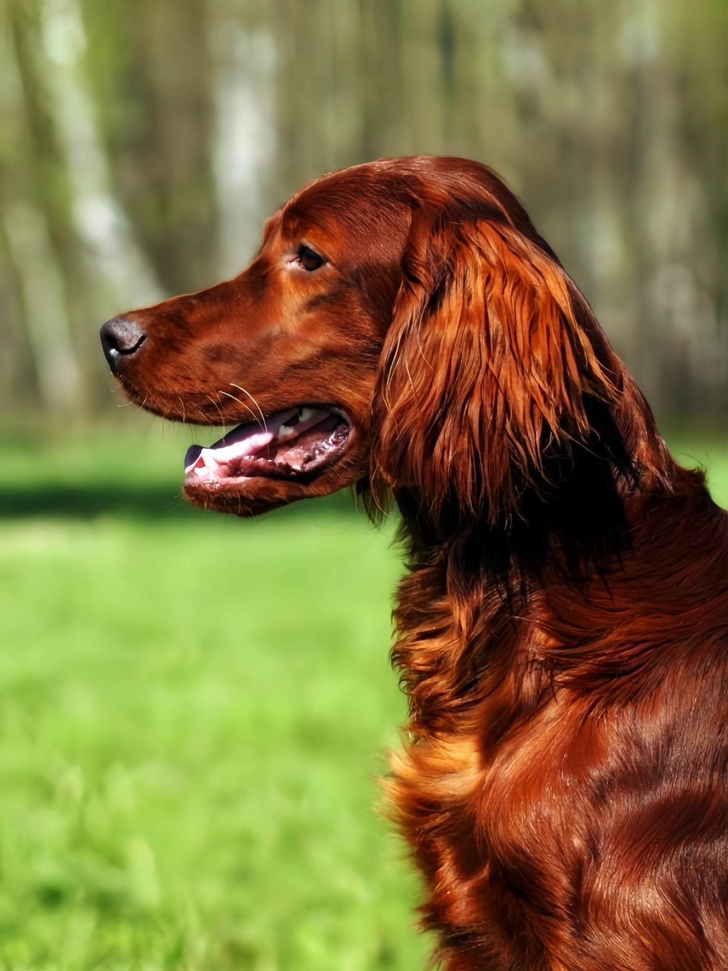 Irish Setter Dog | Diamond Painting