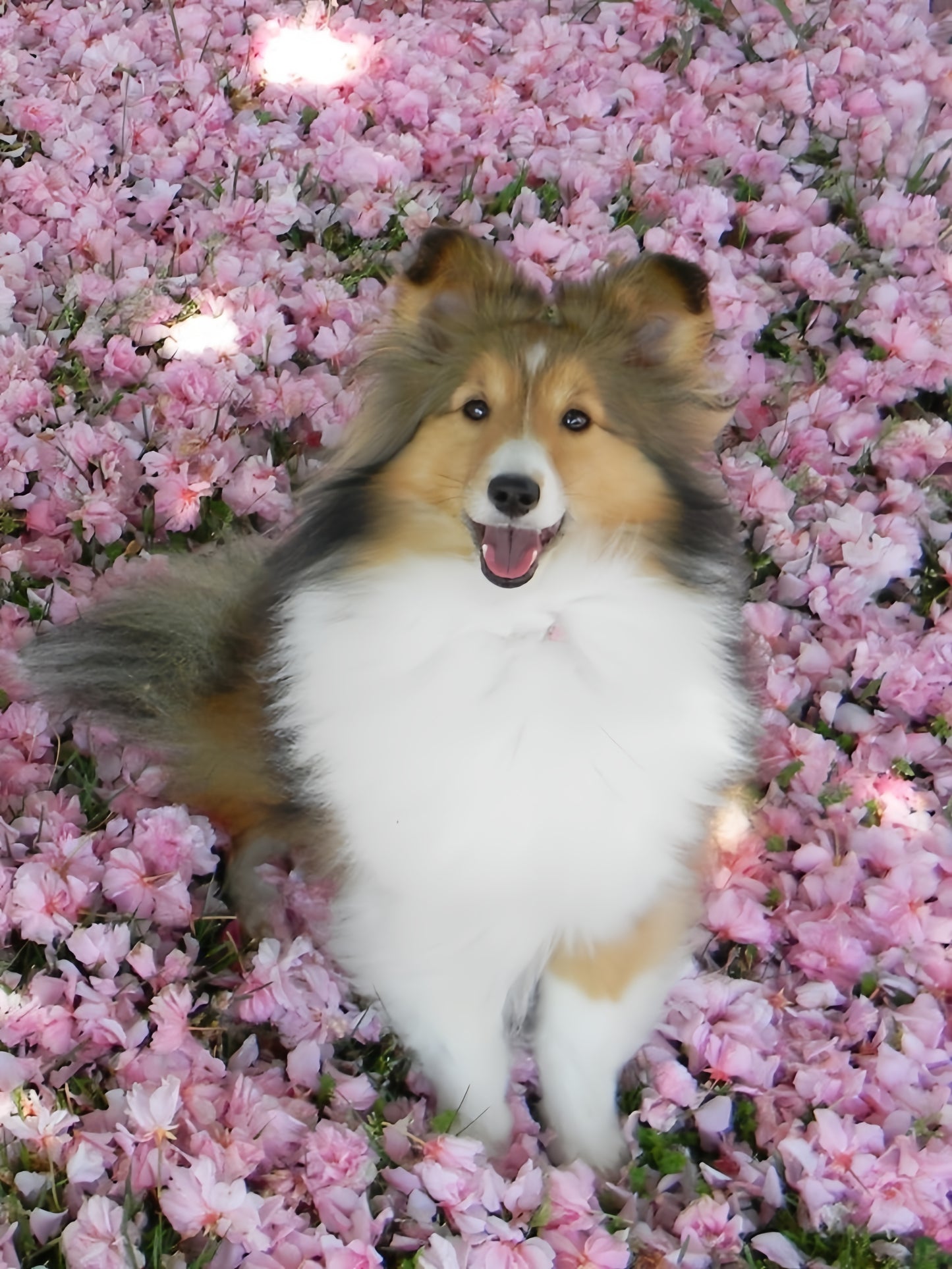 Sheltie Dog | Diamond Painting