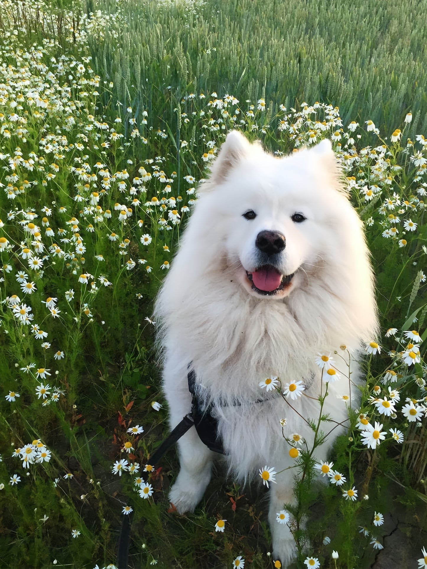Samoyed Dog | Diamond Painting