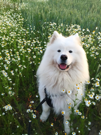 Samoyed Dog | Diamond Painting