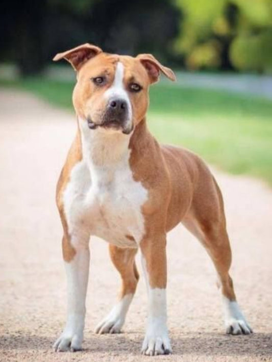 Dog Staffordshire Bull Terrier | Diamond Painting