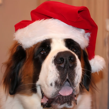 Saint Bernard Dog | Diamond Painting