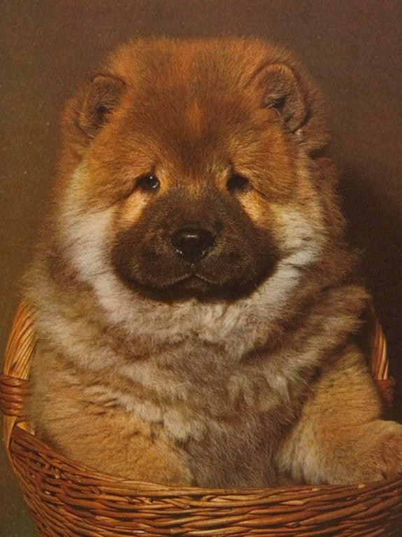 Dog Chow Chow | Diamond Painting