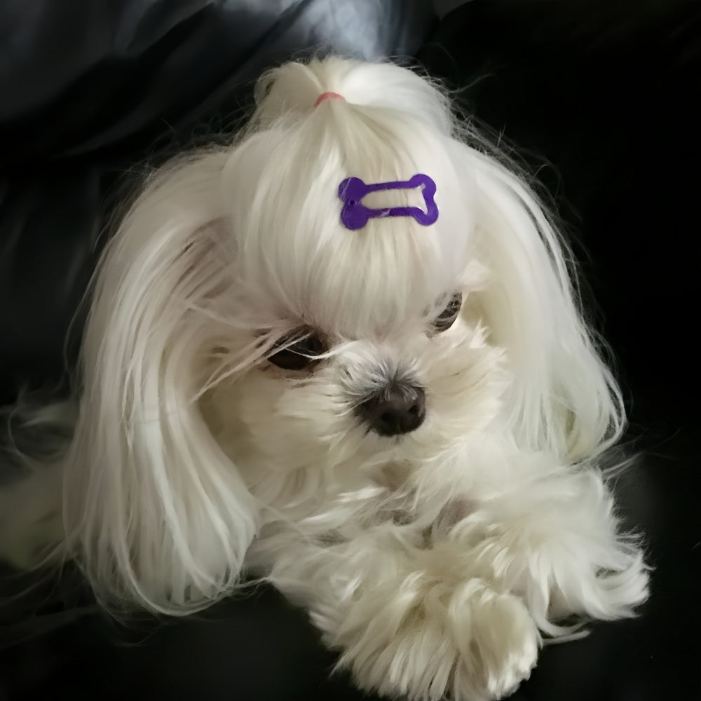 Maltese Dog | Diamond Painting