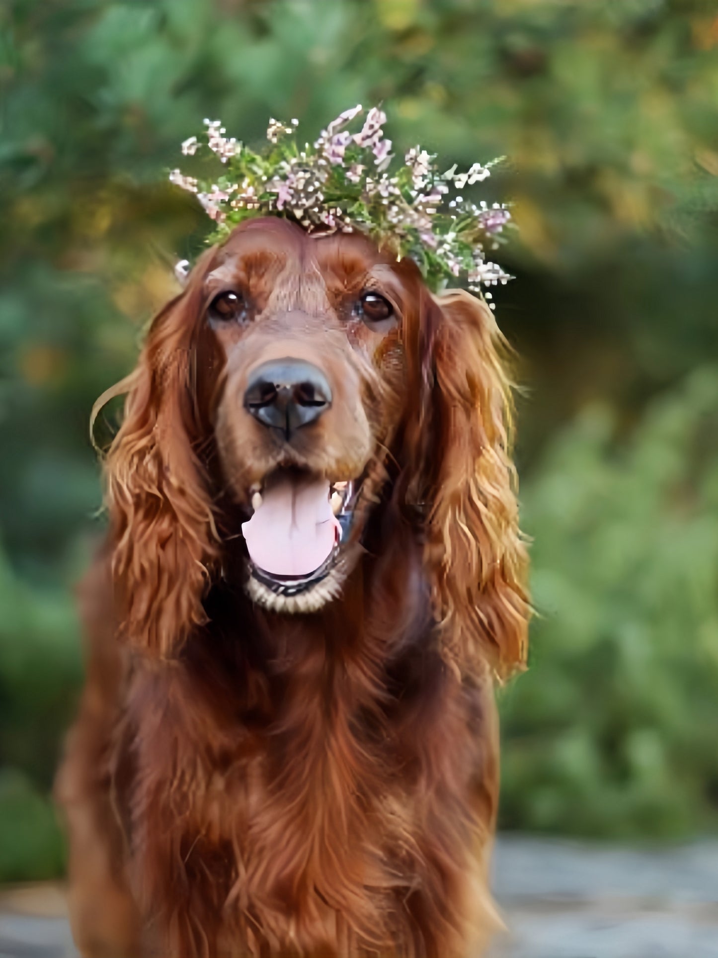 Irish Setter Dog | Diamond Painting