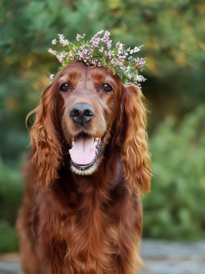 Irish Setter Dog | Diamond Painting