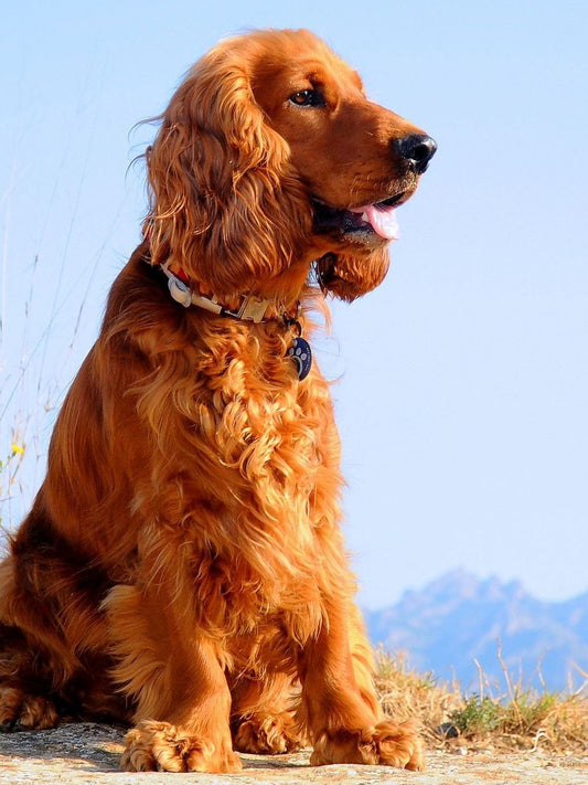 Irish Setter Dog | Diamond Painting