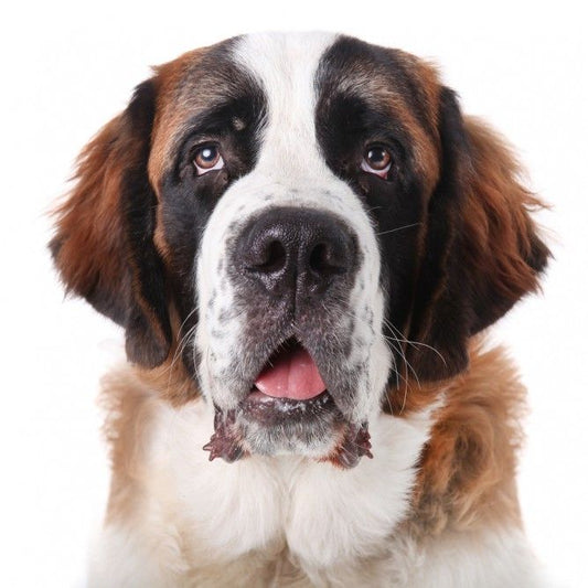 Saint Bernard Dog | Diamond Painting