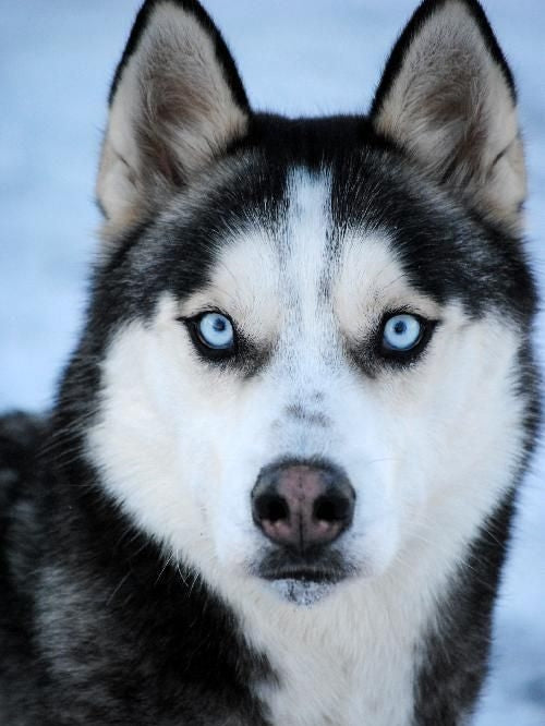 Husky Dog | Diamond Painting