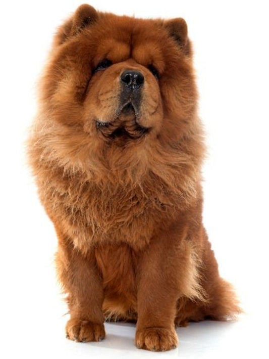 Dog Chow Chow | Diamond Painting