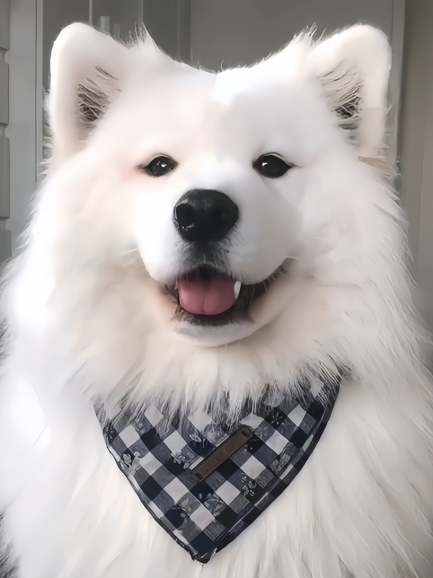 Samoyed Dog | Diamond Painting